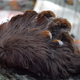 A puss caterpillar, which you should absolutely not pet.